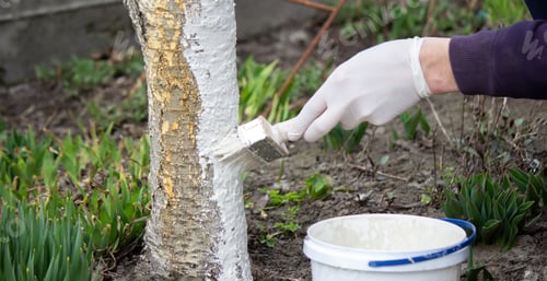 Preview: a male farmer covers a tree trunk with protective white paint against pests.