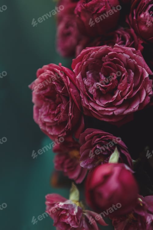 Preview: bouquet of pink peonies