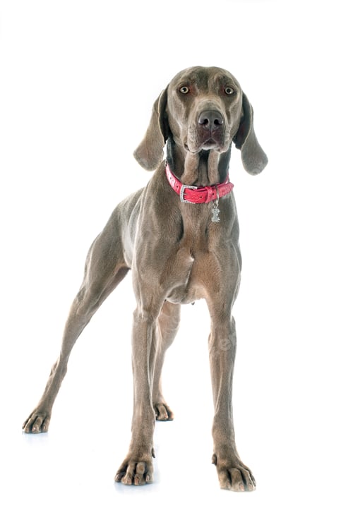 Preview: Weimaraner