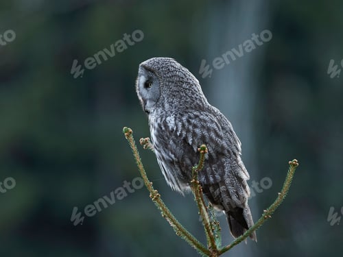 Preview: Great grey owl (Strix nebulosa)