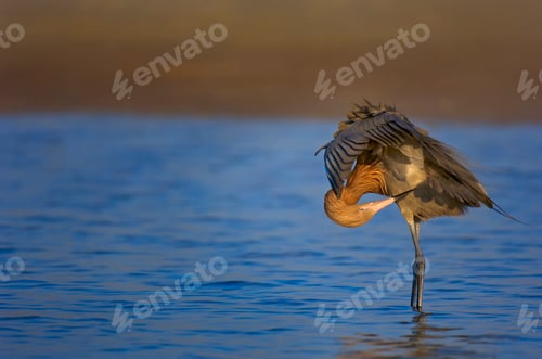 Preview: Various birds