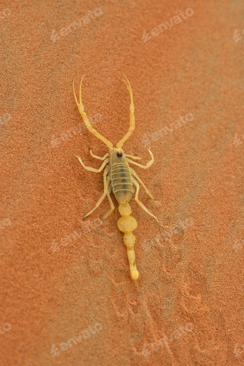 Preview: Arabian Scorpion