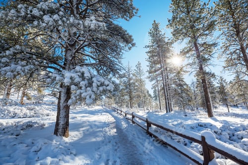 Preview: Winter forest