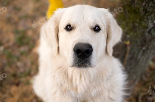 Preview: White Labrador golden retriever retriever looks into the camera