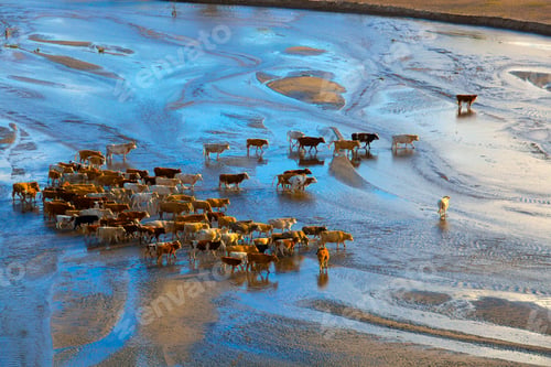 Preview: Cattle on grassland