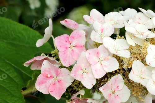 Preview: Oak Leaf Hydrangea Flowers - Photograph Of Pink And White Oak Leaf Hydrangea Flowers In The Early