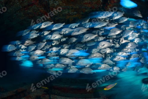 Preview: School of grunt snappers seeking shelter inside ship wreck, Quintana Roo, Mexico