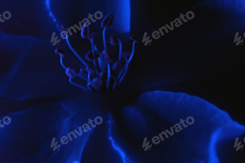 Preview: Close-up of blue neon colored cherry tree flower