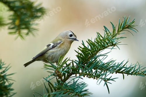 Preview: Goldcrest (Regulus regulus)
