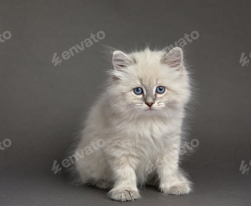 Preview: Cute White kitten with blue eyes portrait. Cat kid animal with interested, question facial face