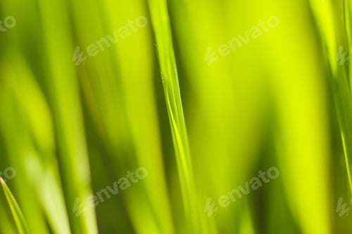 Preview: Green shoots of spring grass in the backlight warm sunbeam light, macro lens shot.