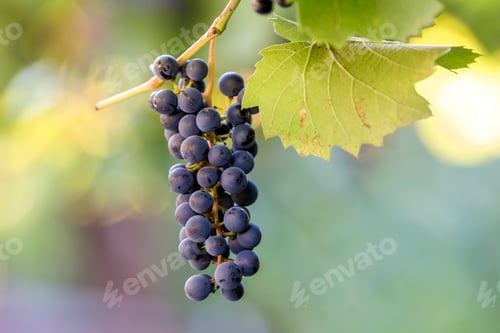 Preview: Dark blue ripening grape cluster lit by bright sun on blurred colorful bokeh copy space background.