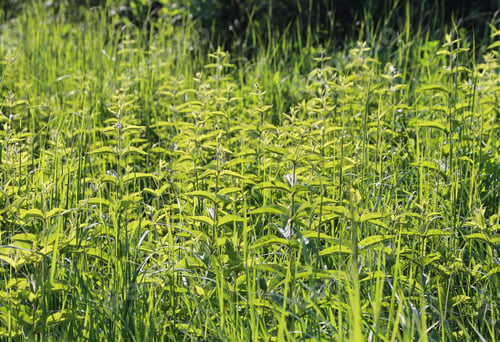 Preview: Wild bright green plants on a sunny day