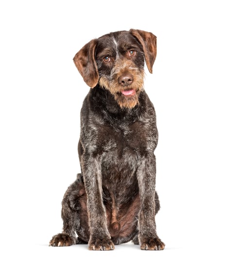 Preview: German Wirehaired Pointer also know as Drahthaar sitting against white background