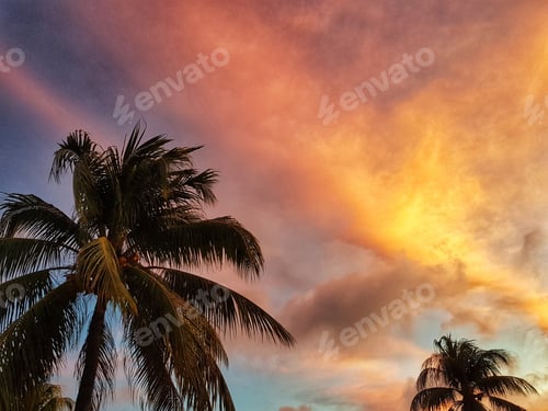 Preview: Sunset sky and a silhouette of a palm tree.