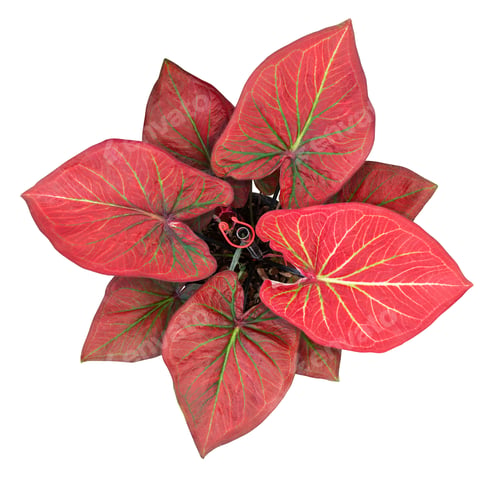 Preview: caladium on white background isolate with clipping path. Queen of the leaves plants.