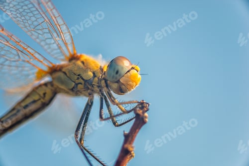 Preview: Dragonfly details