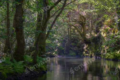 Preview: Huge oak tree leans from an embankment over a river pool
