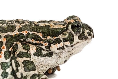 Preview: Toad green, lat. Bufo viridis, isolated on white background