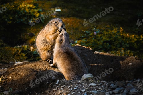 Preview: Prairie dogs, Cynomys ludovicianus, kissing at tunnel entrance