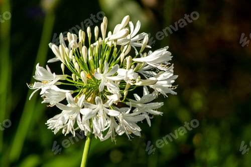 Preview: White African Lily in the garden with a bokeh background