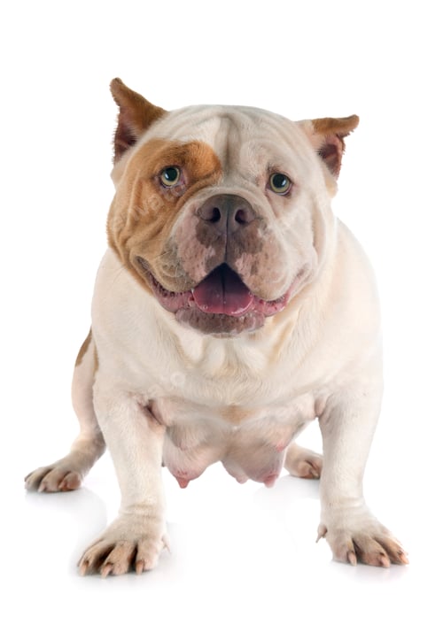 Preview: american bully in studio