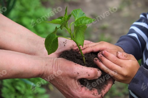 Preview: A child holds a green plant on dark brown soil, pepper seedlings. selective focus