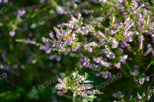 Preview: Portrait of common heather flowers blooming outdoors