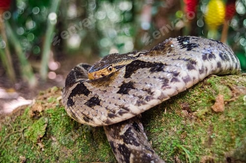 Preview: Bothrops asper (fer de lance). Snake resting on a mossy rock