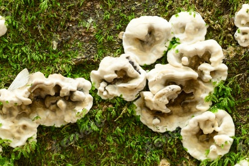 Preview: Mushroom details and closeups in European Beech forest in autumn