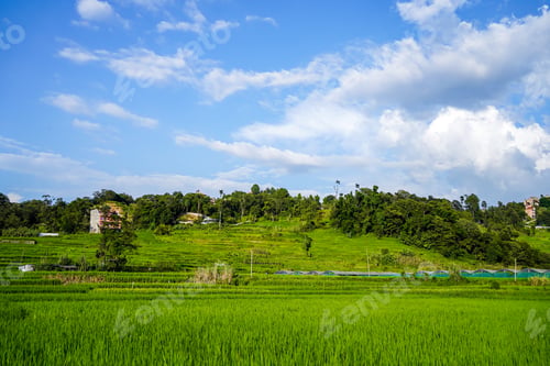 Preview: greenery paddy farmland in Kathmandu