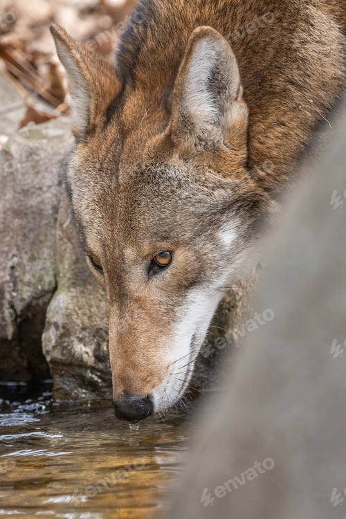 Preview: Red Wolf Drinking from a Stream