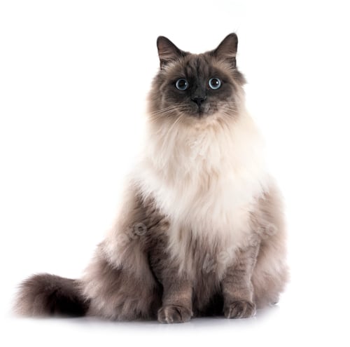 Preview: siberian cat in studio