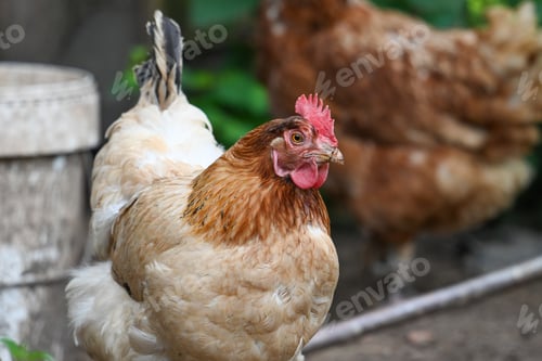 Preview: Chicken standing in coop with others behind