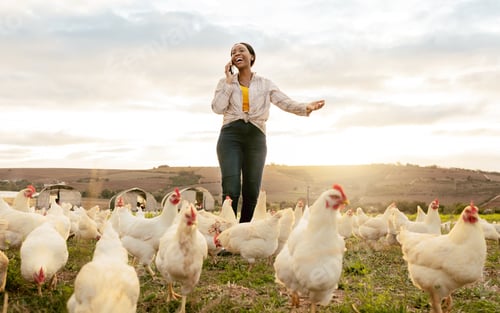 Preview: Chicken, farmer and black woman with smartphone, phone call for chicken farming business and agricu