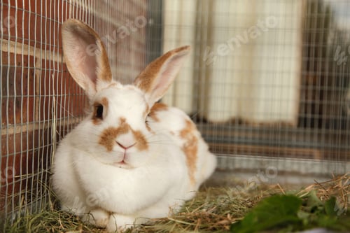 Preview: pets, bunny, scared, rabbit, hare