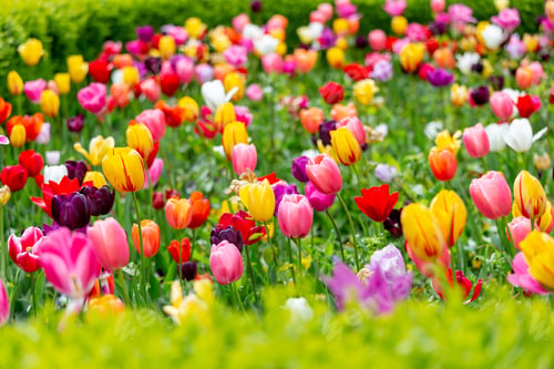 Preview: Tulips field in spring in Prague, Czech Republic. Closeup.