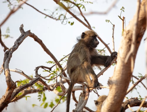 Preview: Baboon monkey sitting on tree branch in a national park in South Africa.