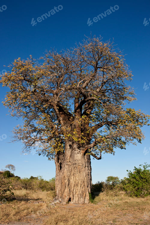 Preview: Baobab Tree - Botswana