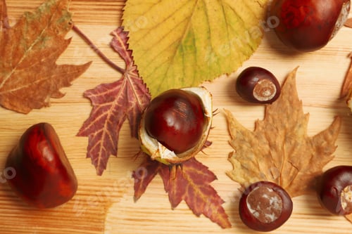 Preview: Fresh and ripe chestnuts, close up, Autumn chestnuts