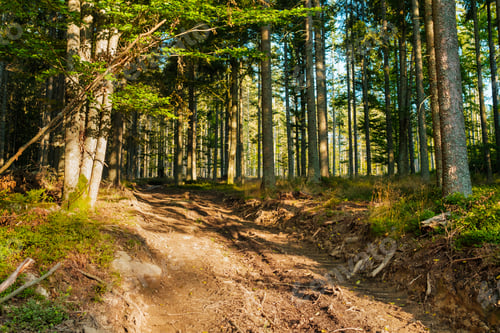 Preview: Pine forest with high trees in sunlight