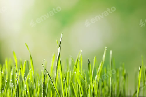 Preview: Green wheat grass with dew drops on blurred background, closeup