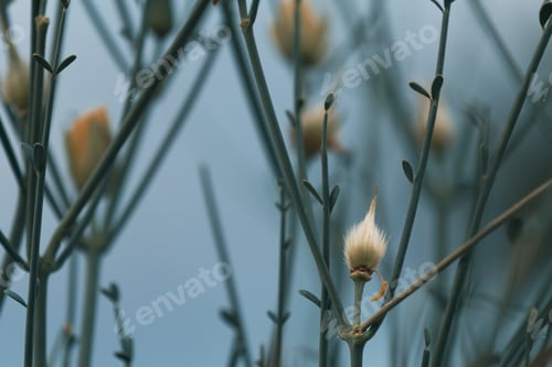 Preview: Close up of a fluffy willow twig on a blurred background