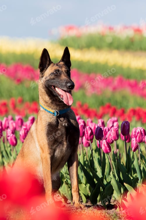 Preview: Beautiful Malinois dog enjoying a colorful field of tulips. Serene nature backdrop with the loyal co