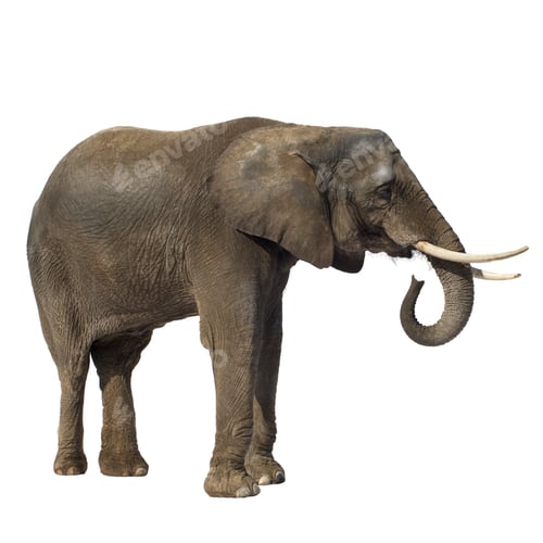 Preview: Elephant