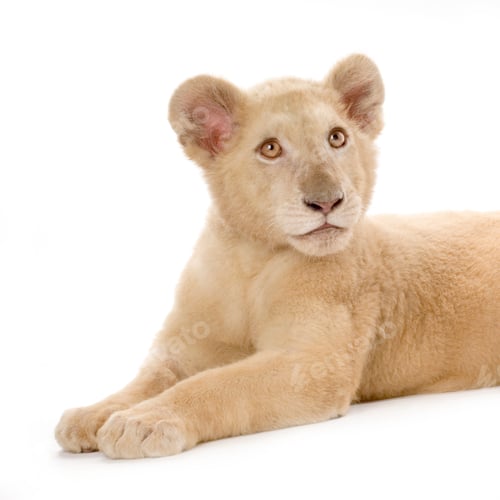 Preview: white Lion Cub (5 months)