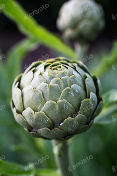 Preview: Close up of globe artichokes growing in a restaurant garden.