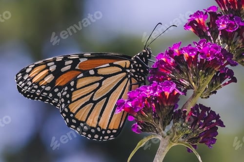 Preview: Beautiful monarch butterfly perches delicately on the vibrant petals of a purple flower
