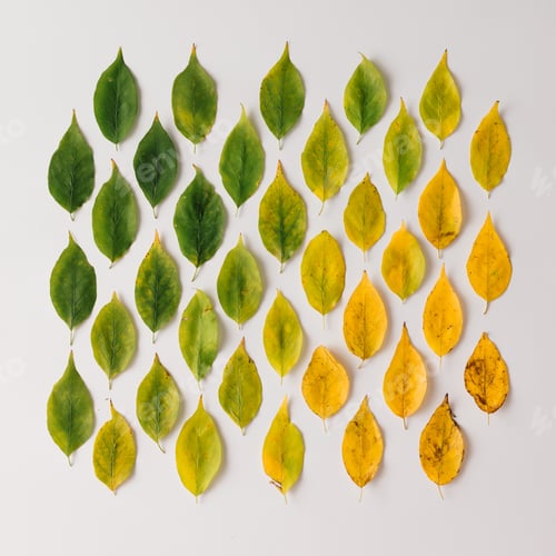 Preview: Creative layout of colorful autumn leaves.