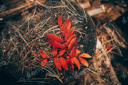 Preview: Autumn Rowan